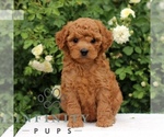 Small Cavapoo