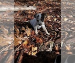 Puppy Tulip Australian Cattle Dog
