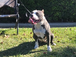 Mother of the American Bully puppies born on 12/19/2017