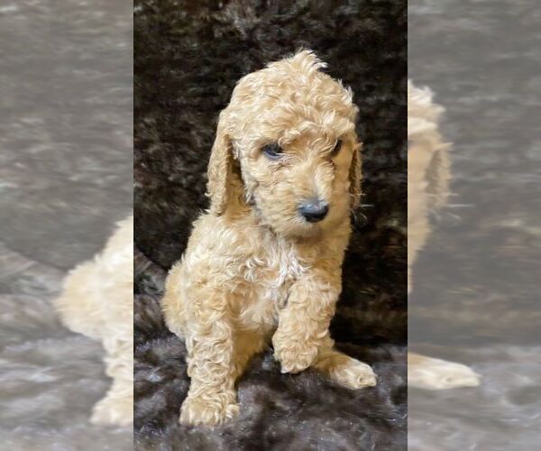 Medium Photo #3 Poodle (Standard) Puppy For Sale in JUDSONIA, AR, USA
