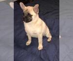 Small Photo #7 Pom-A-Pug Puppy For Sale in SEBASTIAN, FL, USA