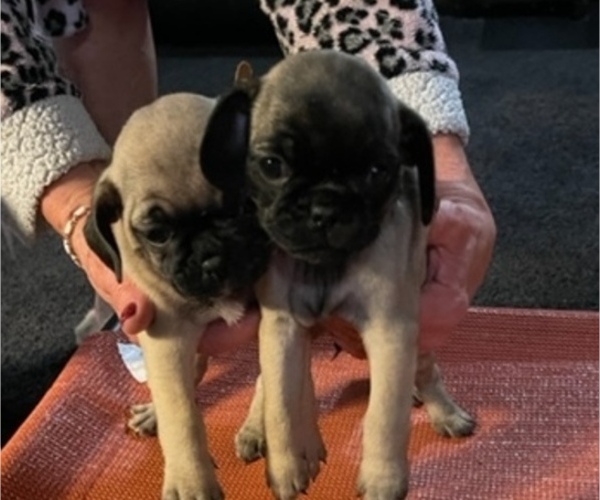 Medium Photo #2 Pug Puppy For Sale in MEDFORD, OR, USA