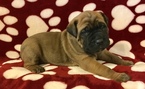 Small Photo #6 Cane Corso Puppy For Sale in BATTLE GROUND, WA, USA