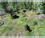 Small #1 Doberman Pinscher