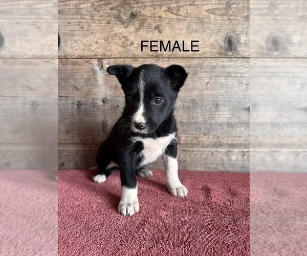 Medium Photo #8 Border Collie Puppy For Sale in VERMONTVILLE, MI, USA
