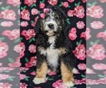 Small Photo #1 Bernedoodle Puppy For Sale in NOTTINGHAM, PA, USA