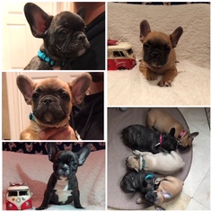 French Bulldog Puppy for sale in WILMINGTON, CA, USA