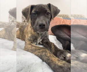 Mutt Dogs for adoption in Sandy, UT, USA