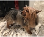 Small #1 Yorkshire Terrier