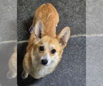 Small #2 Pembroke Welsh Corgi