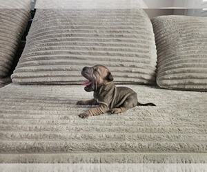 Medium Chinese Shar-Pei