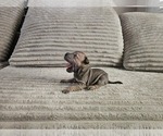 Puppy Tortellini Chinese Shar-Pei
