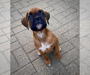 Boxer Puppy for sale in HUTCHINSON, KS, USA