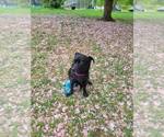 Small #1 Schipperke Mix