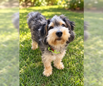 Small Photo #5 Poodle (Miniature)-Unknown Mix Puppy For Sale in San Diego, CA, USA