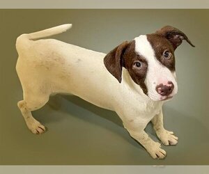 American Foxhound-Unknown Mix Dogs for adoption in Tulsa, OK, USA