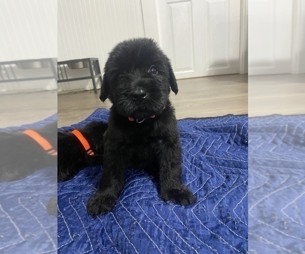Medium Photo #1 Schnauzer (Giant) Puppy For Sale in COVENTRY, RI, USA