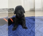 Small Photo #1 Schnauzer (Giant) Puppy For Sale in COVENTRY, RI, USA