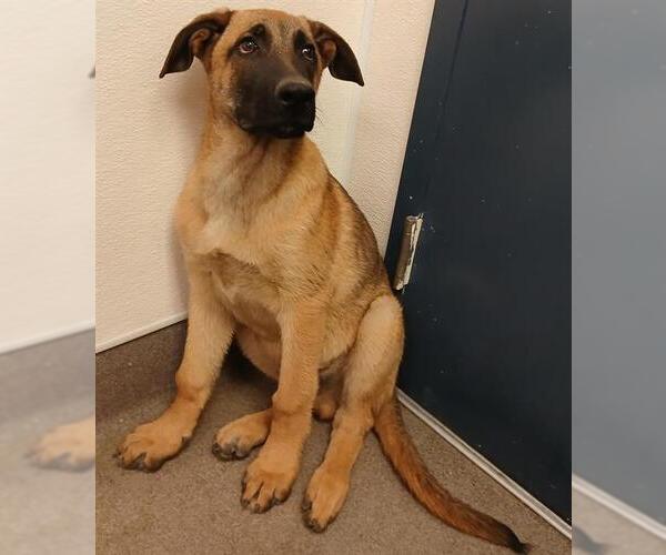 Medium Photo #1 German Shepherd Dog-Unknown Mix Puppy For Sale in HESPERIA, CA, USA