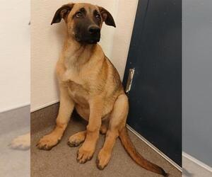 Medium German Shepherd Dog Mix