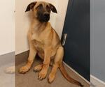 Small German Shepherd Dog Mix