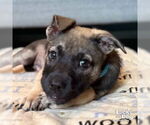 Small #5 Mutt