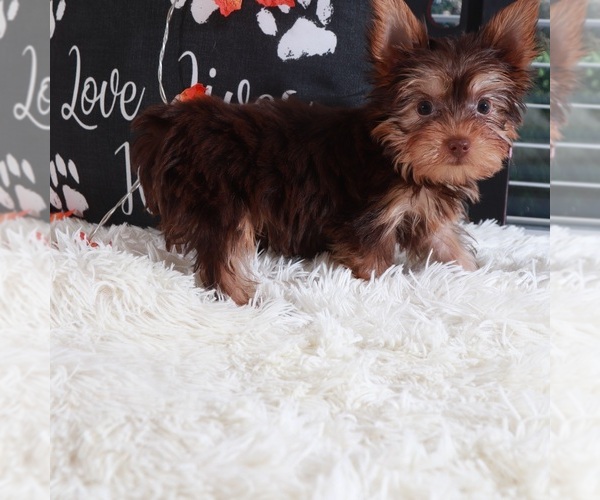 Medium Photo #5 Yorkshire Terrier Puppy For Sale in MOUNT VERNON, OH, USA