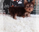 Small #4 Yorkshire Terrier