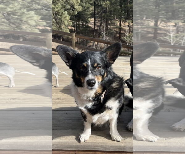 Medium Photo #2 Australian Shepherd-Unknown Mix Puppy For Sale in Denver , CO, USA