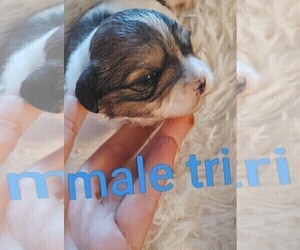 Cock-A-Tzu Puppy for sale in WOBURN, MA, USA