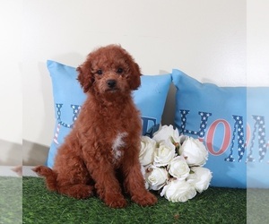 Goldendoodle (Miniature) Puppy for Sale in MOUNT VERNON, Ohio USA