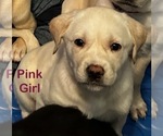 Puppy Pink Golden Labrador