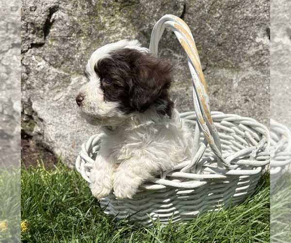 Medium Photo #4 Havanese Puppy For Sale in MIDDLEBURY, IN, USA