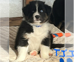 Small Photo #1 Australian Shepherd Puppy For Sale in MERCER, WI, USA