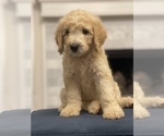 Small Photo #5 Goldendoodle Puppy For Sale in CORPUS CHRISTI, TX, USA