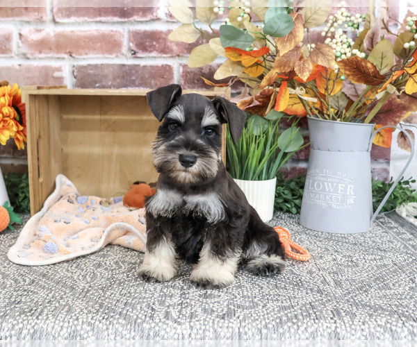 Medium Photo #3 Schnauzer (Miniature) Puppy For Sale in SYRACUSE, IN, USA