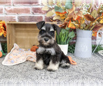 Landon - Male Schnauzer (Miniature) Puppy for Sale - Photo #3