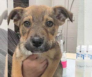 Siberian Husky-Unknown Mix Dogs for adoption in Yardley, PA, USA