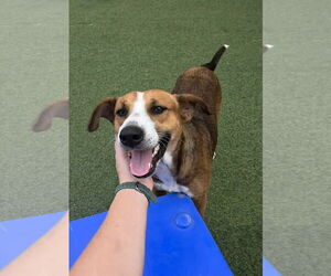 Labrador Retriever-Unknown Mix Dogs for adoption in The Woodlands, TX, USA