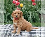 Small #2 Goldendoodle