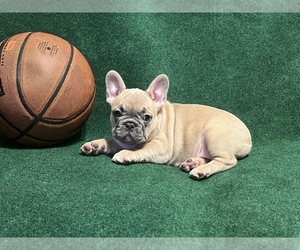 French Bulldog Puppy for sale in HOLLYWOOD, FL, USA