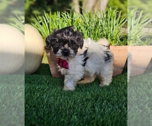 ShihPoo Puppy for sale in INDIANAPOLIS, IN, USA