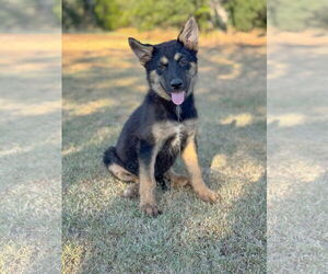 German Shepherd Dog-Unknown Mix Dogs for adoption in PIPE CREEK, TX, USA