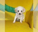 Small Cavapoo (Miniature)