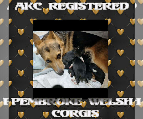Medium Photo #4 Pembroke Welsh Corgi Puppy For Sale in LOGAN, NM, USA