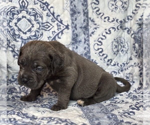 Medium Photo #3 Cane Corso Puppy For Sale in NEWTON, NJ, USA