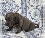 Small #2 Cane Corso