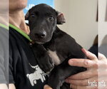 Small #1 Labrador Retriever Mix