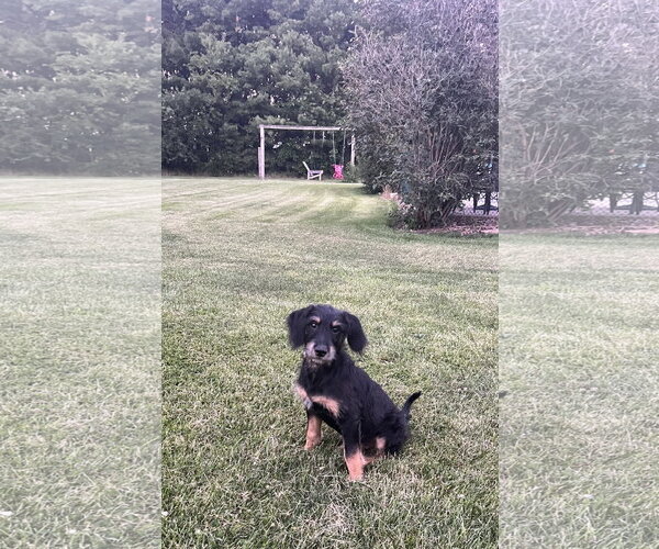 Medium Photo #2 Mutt Puppy For Sale in Plainfield, IL, USA