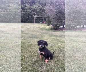 Rowlf - Male Mutt Dog for Adoption - Photo #2